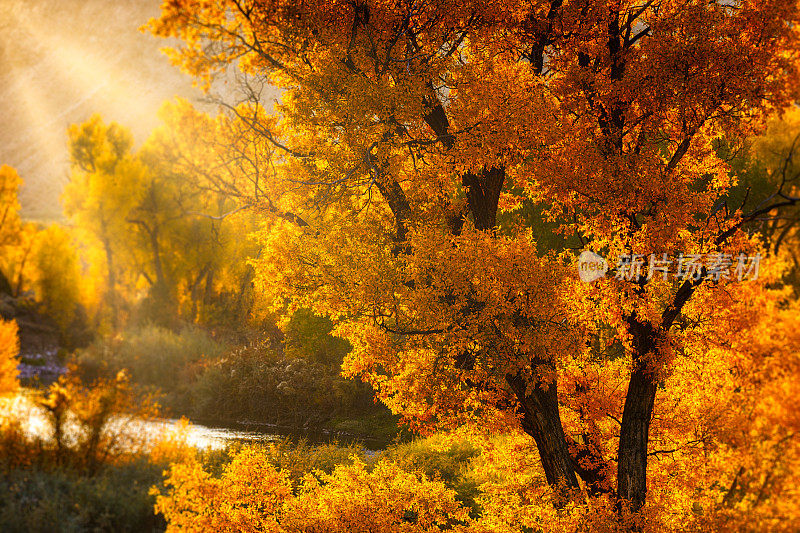 Cottonwood Tree Beauty Along Scenic River Autumn Color